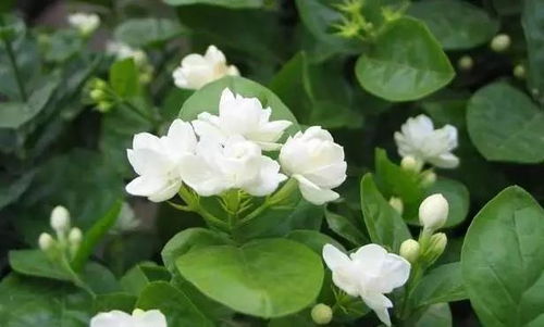 夏天養(yǎng)花不用愁，這12種花卉越曬越旺盛，種一次驚艷整個(gè)夏天