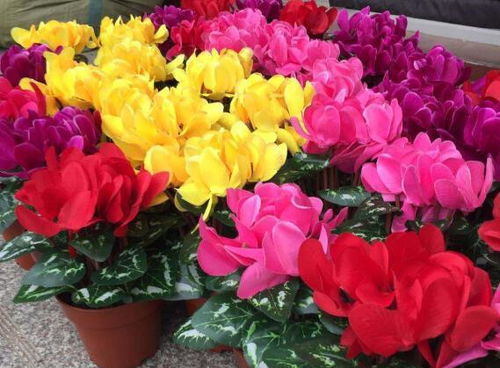 秋涼種花，三樣好養又添詩意