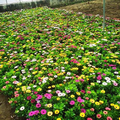 青州卓美花卉苗木場 專業(yè)花卉種植，綻放綠色魅力