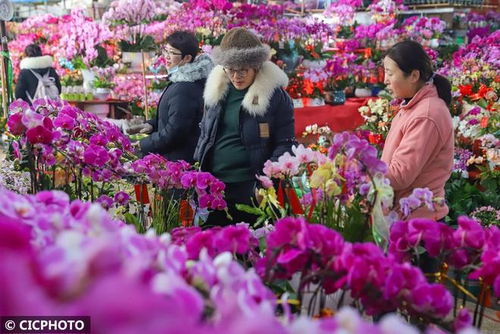 年宵花卉市場旺 精準(zhǔn)對(duì)接促種植花卉產(chǎn)業(yè)蝶變