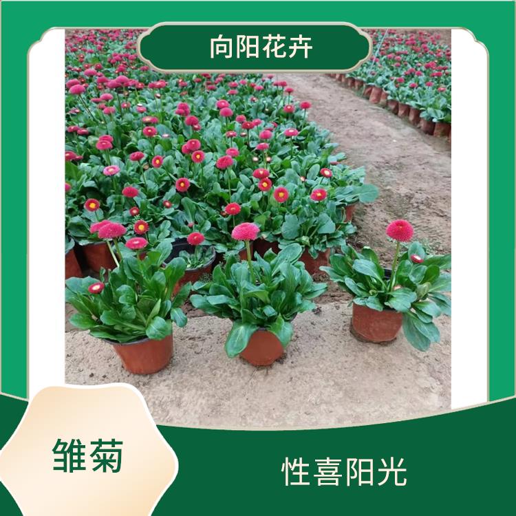 惠州矮牽牛苗基地 垂吊矮牽牛種子，基地直供，歡迎來電咨詢